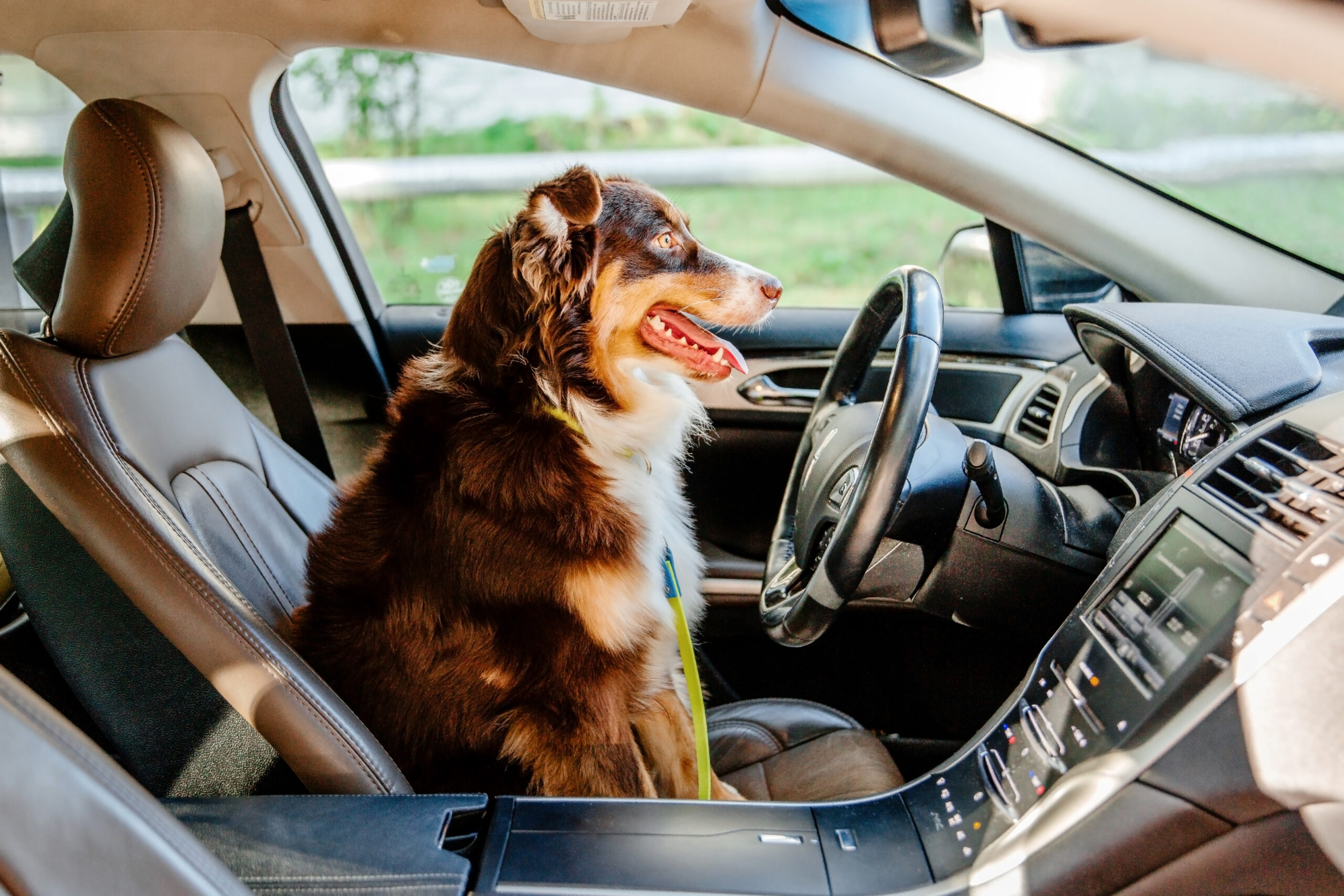 Pet Hair Removal